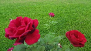 Stopping to smell the roses. 